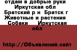 отдам в добрые руки - Иркутская обл., Братский р-н, Братск г. Животные и растения » Собаки   . Иркутская обл.